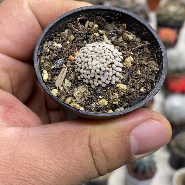 松针牡丹特价福利