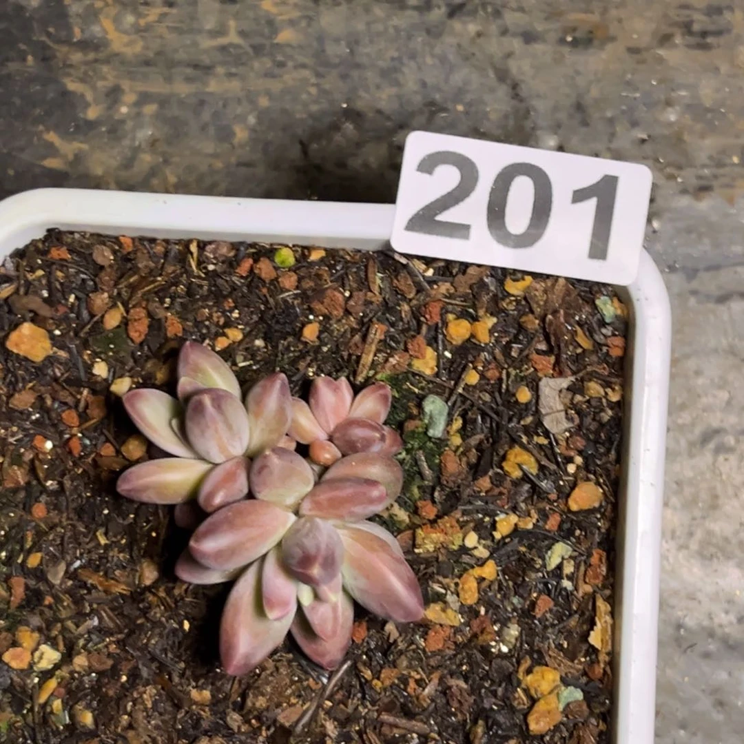 多肉植物美人杂201