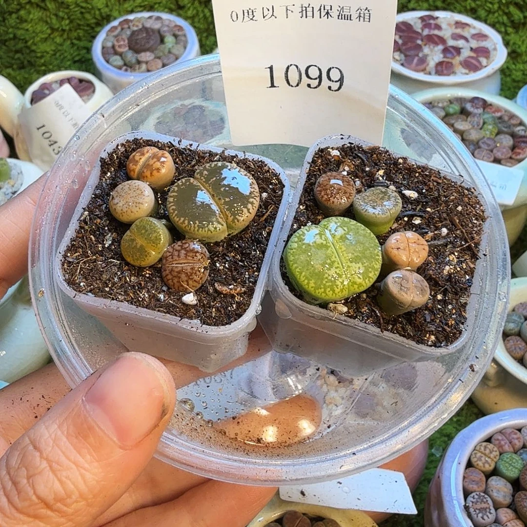 @***线多肉植物福利款1099