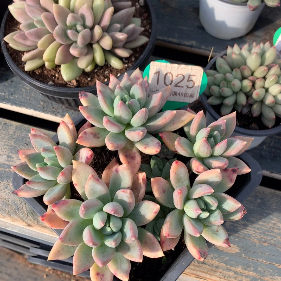 红蛋老桩开播福利1025