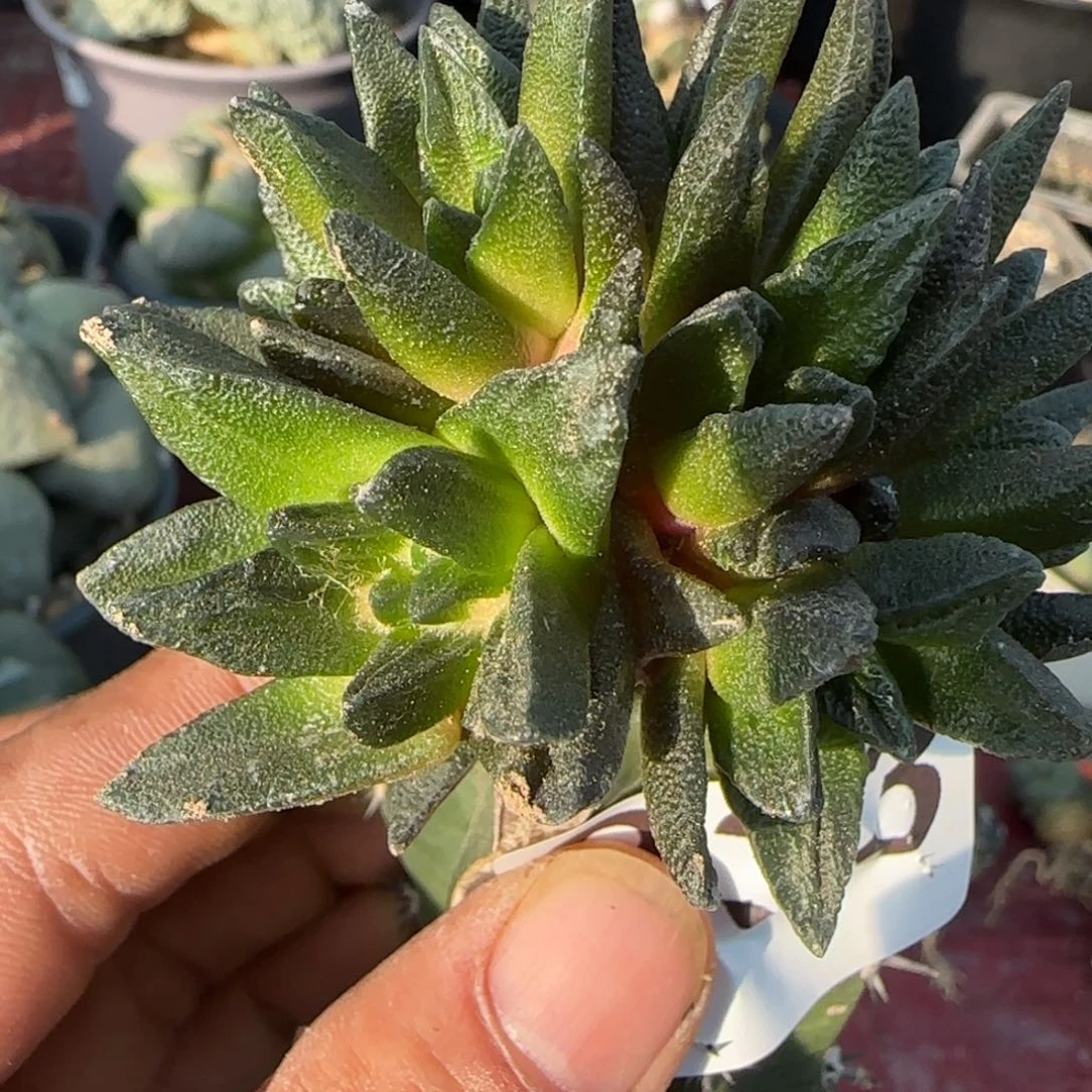 无花朵苗接群头龙角233