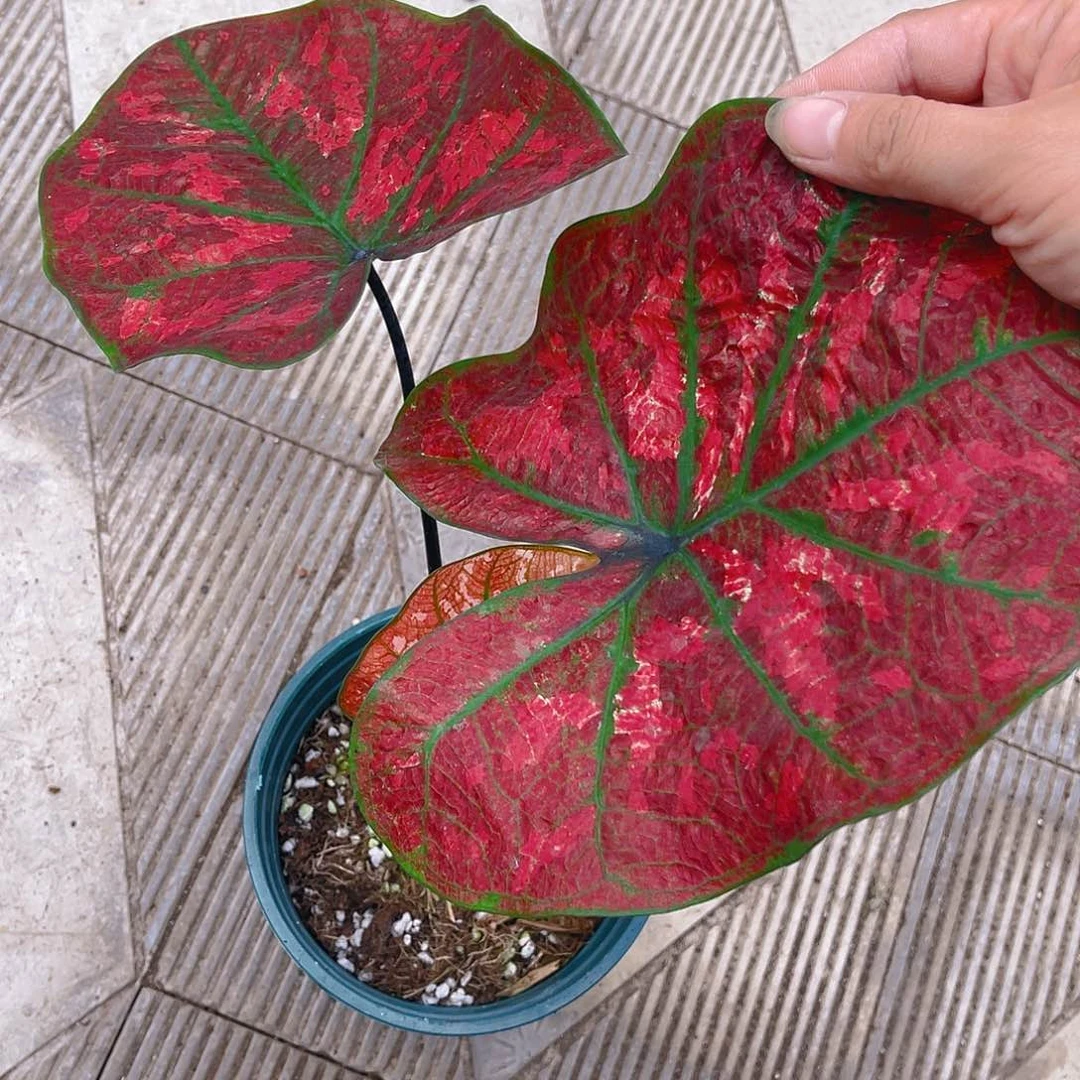 完全开放泰彩一物一拍38