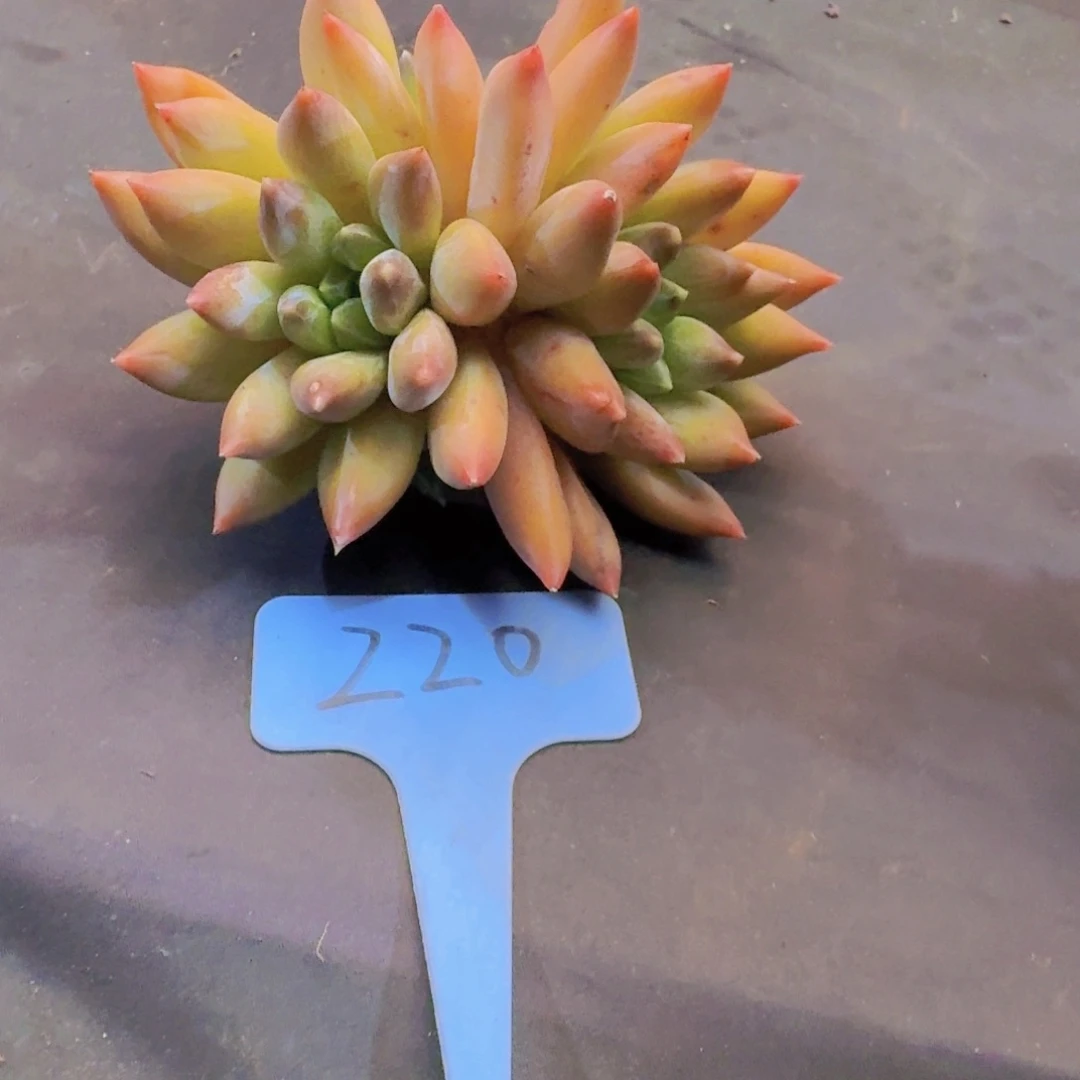 多肉植物的生长发育