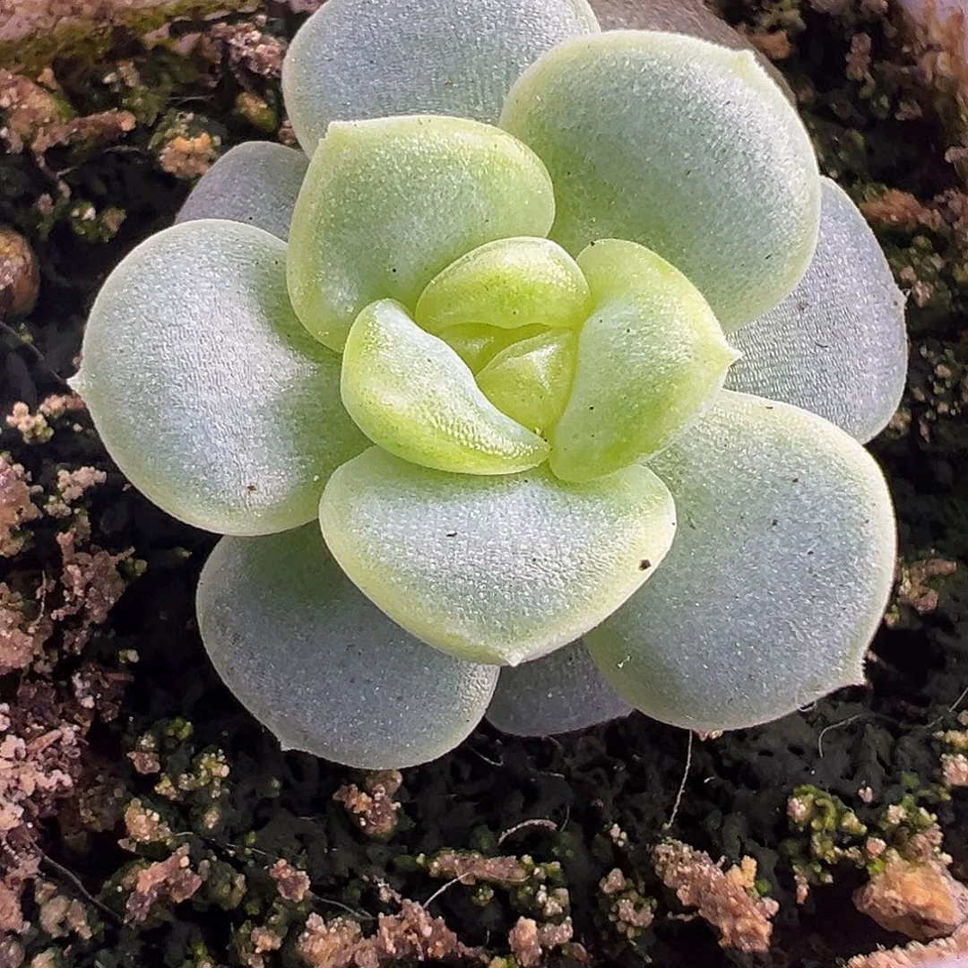 145甜心。
