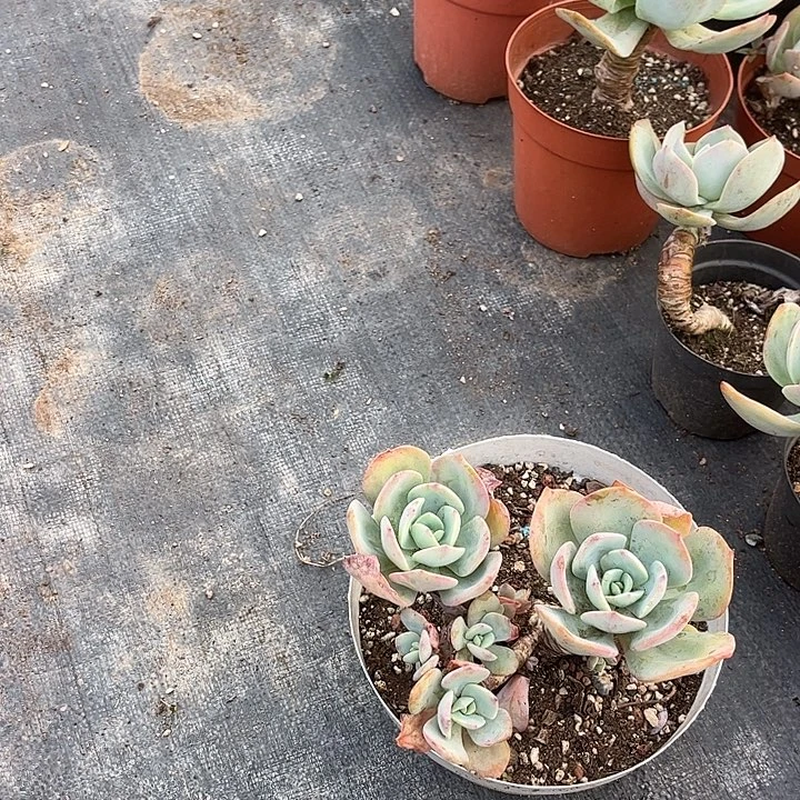 凯***华137白凤脱土发货不退不换