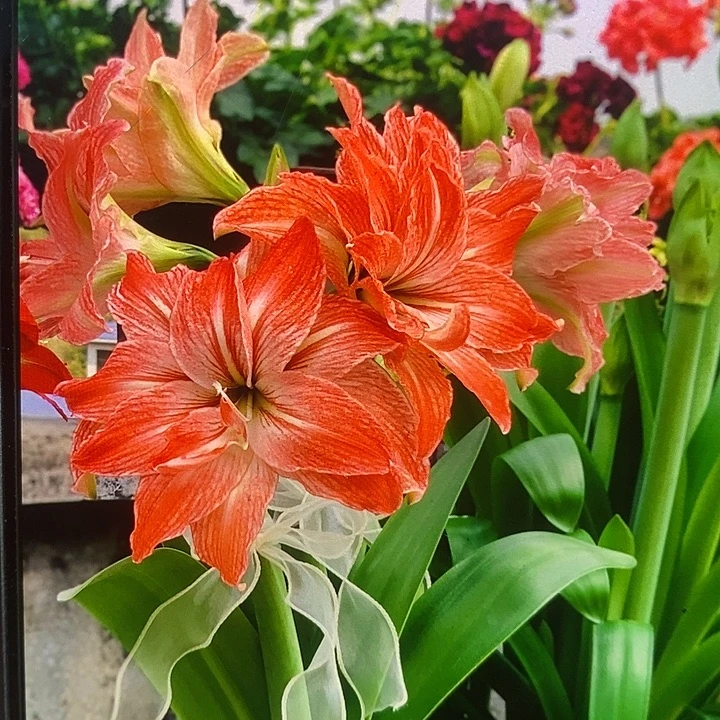 珍妮小姐6厘米朱顶红