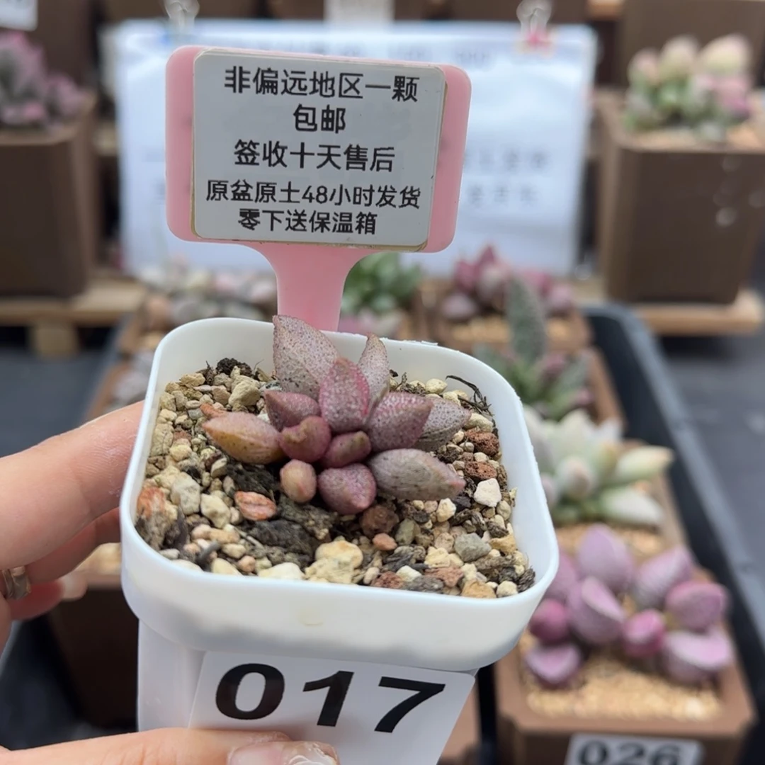 017黑酱多肉植物