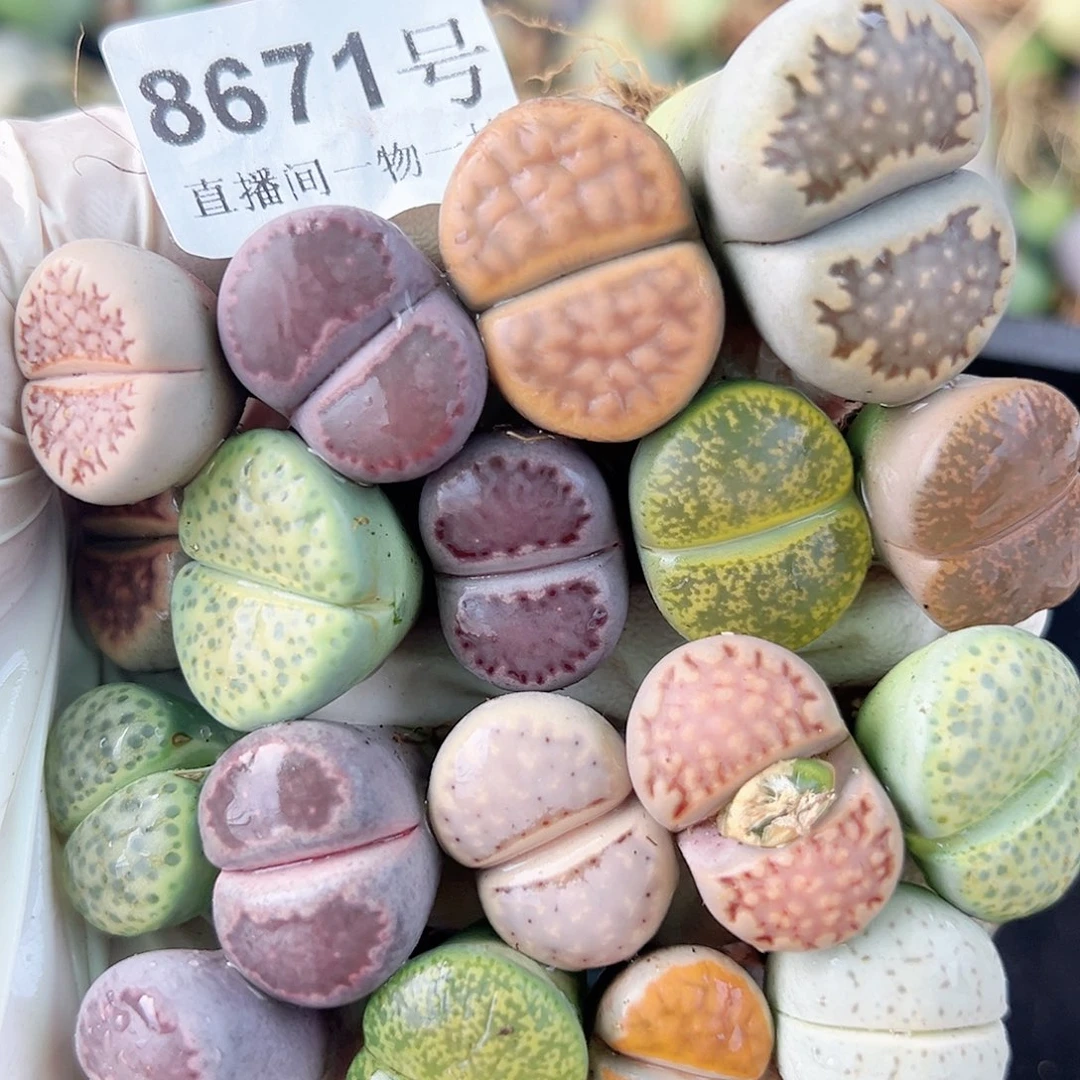 8671 好养易活生石花大母本18个