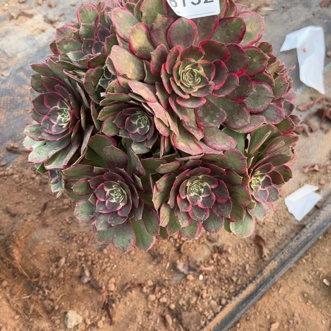 132高贵多肉植物法师