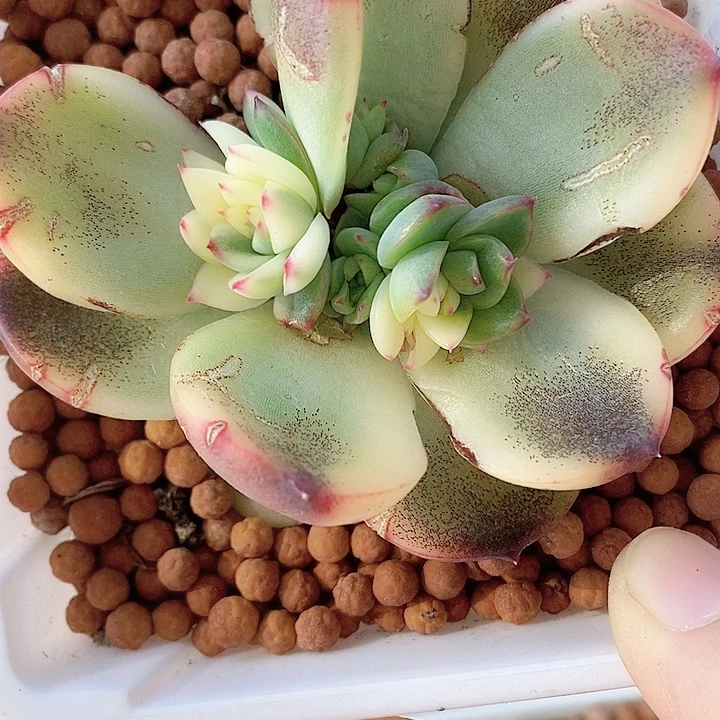 懒**名月亮石锦一物一拍，