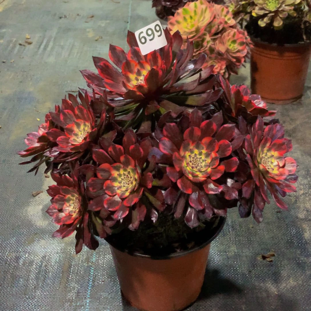 【闪购商品】往****去699烟花福利