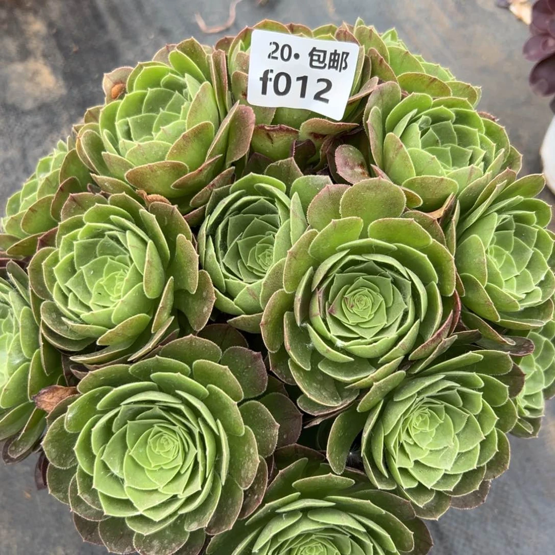 012圣罗兰，满20包邮