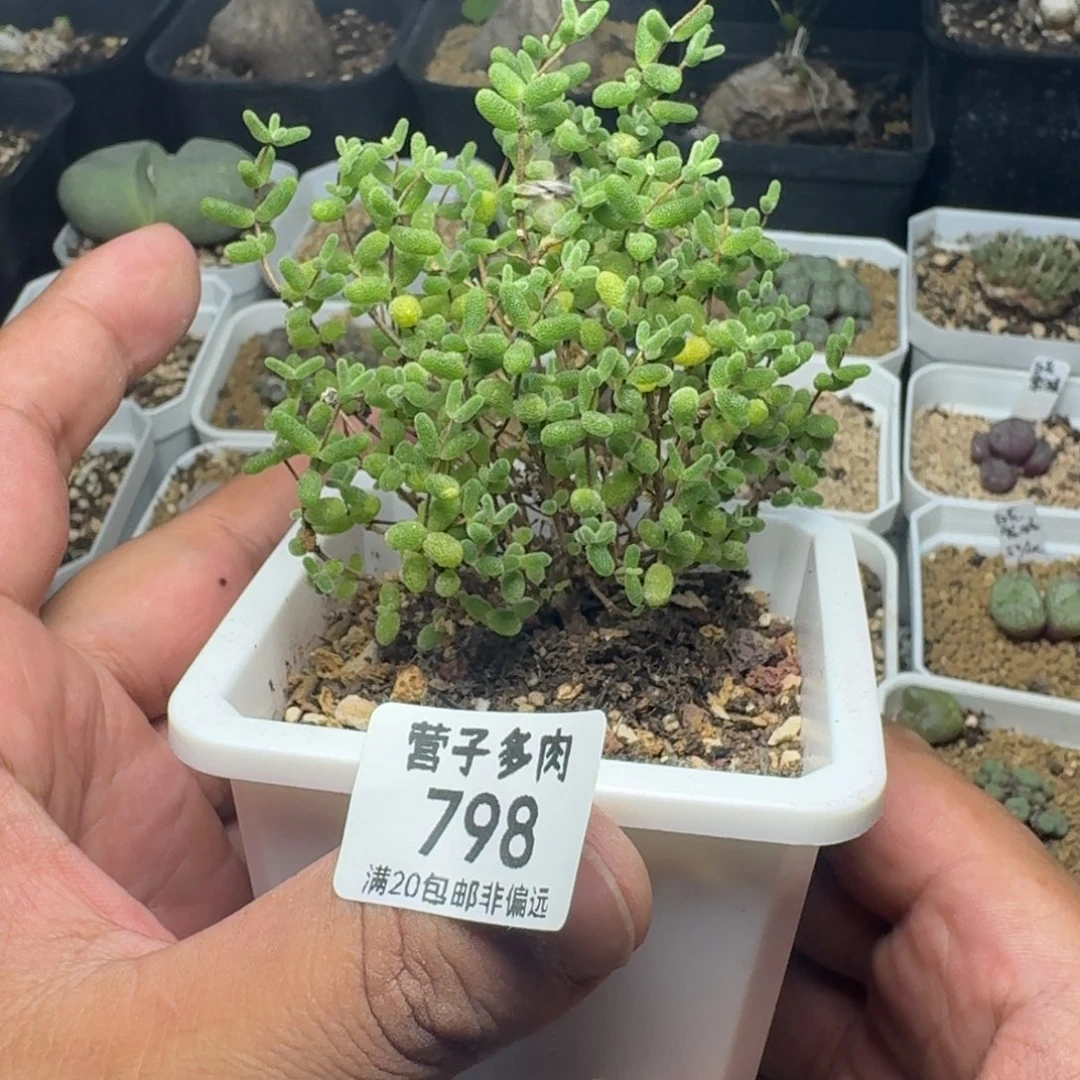 蜜橘糖球带盆土。