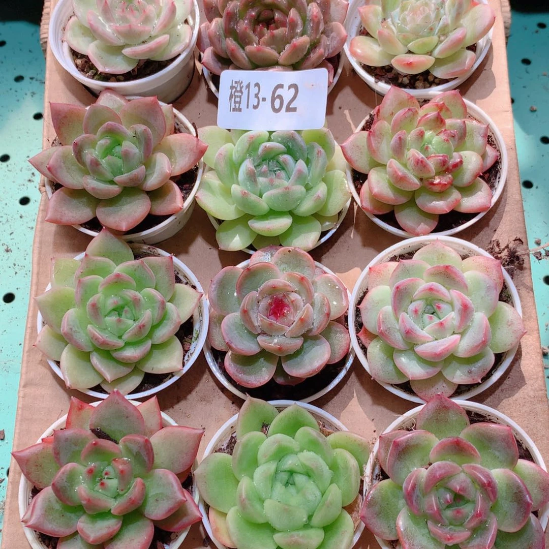 13-62一物一拍多肉带盆18颗