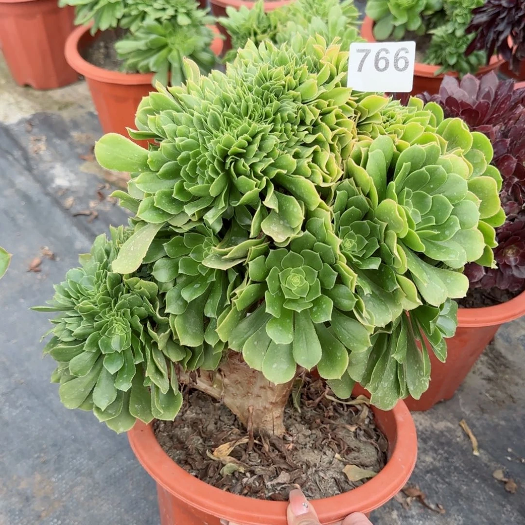 766多肉植物绿缀