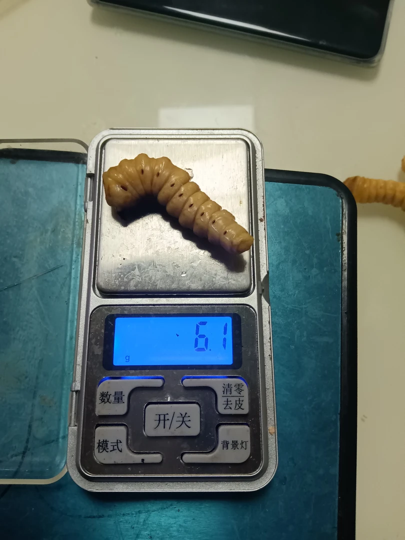 特大号斗米虫5.5克以上（20条装）