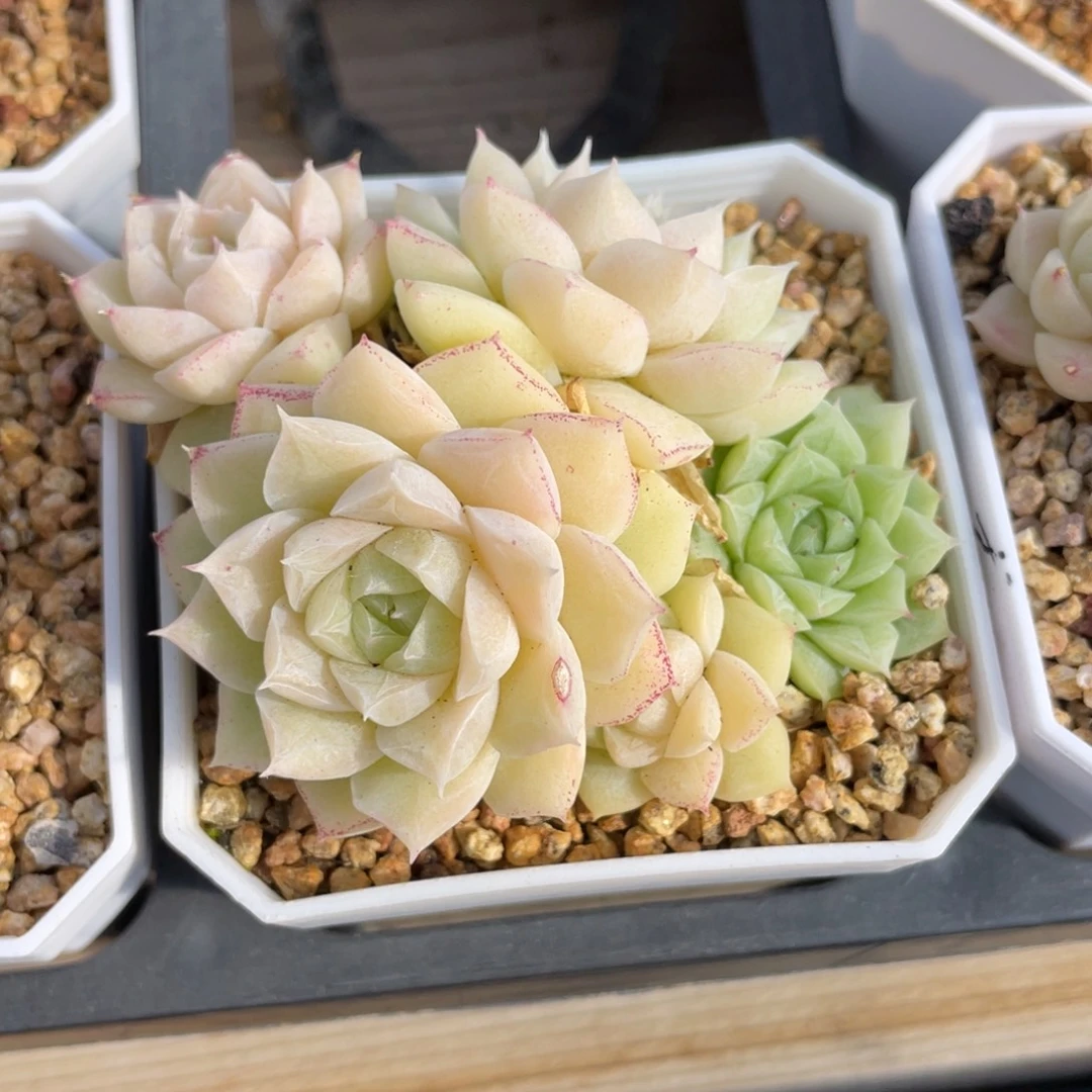 优选玫瑰花女王多肉2967