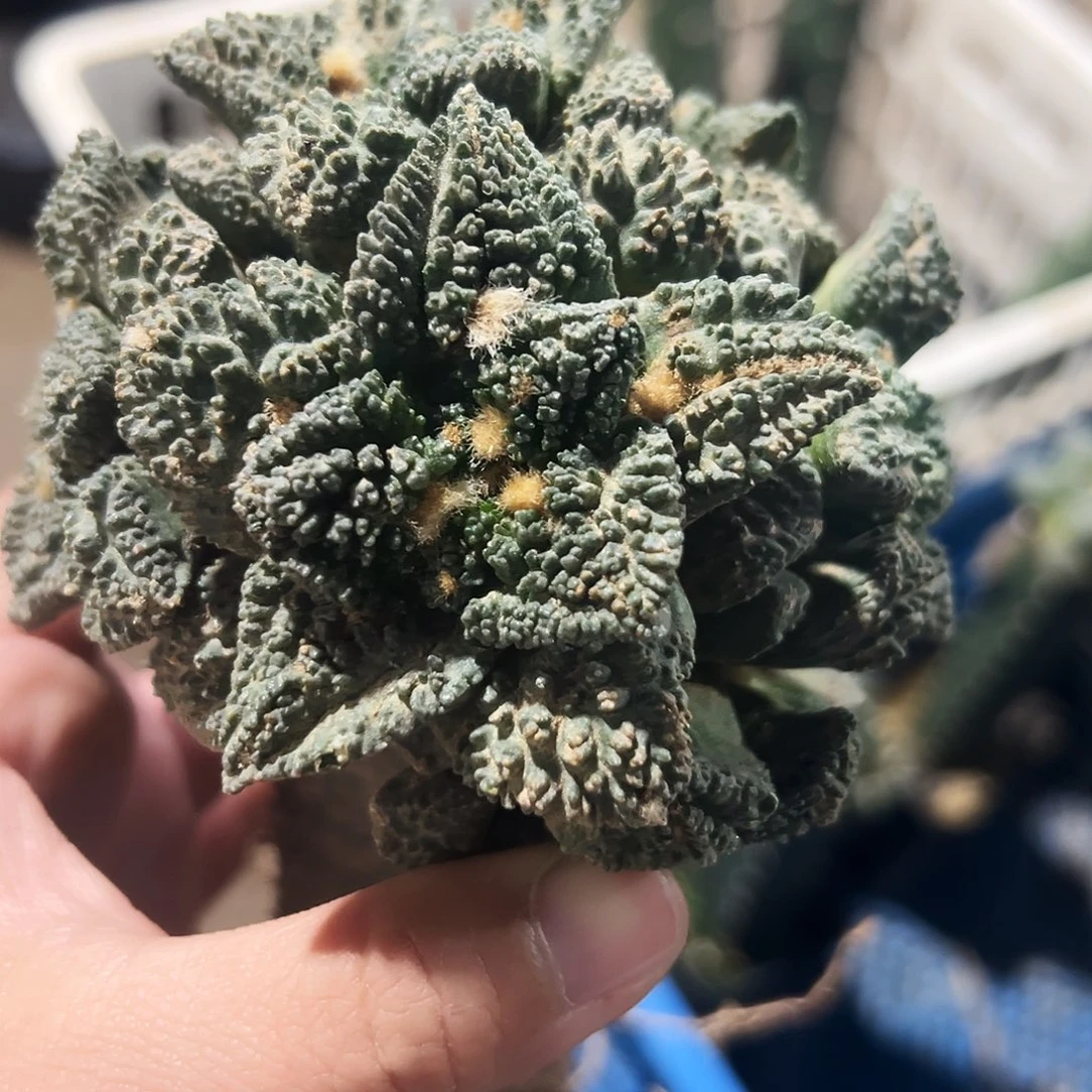 无花朵福利颗粒辛顿牡丹群930