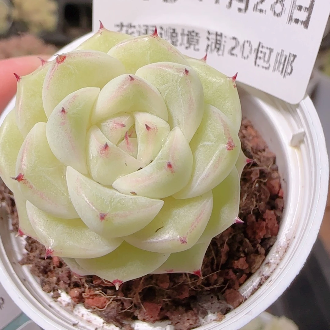 花语逸镜1128-275