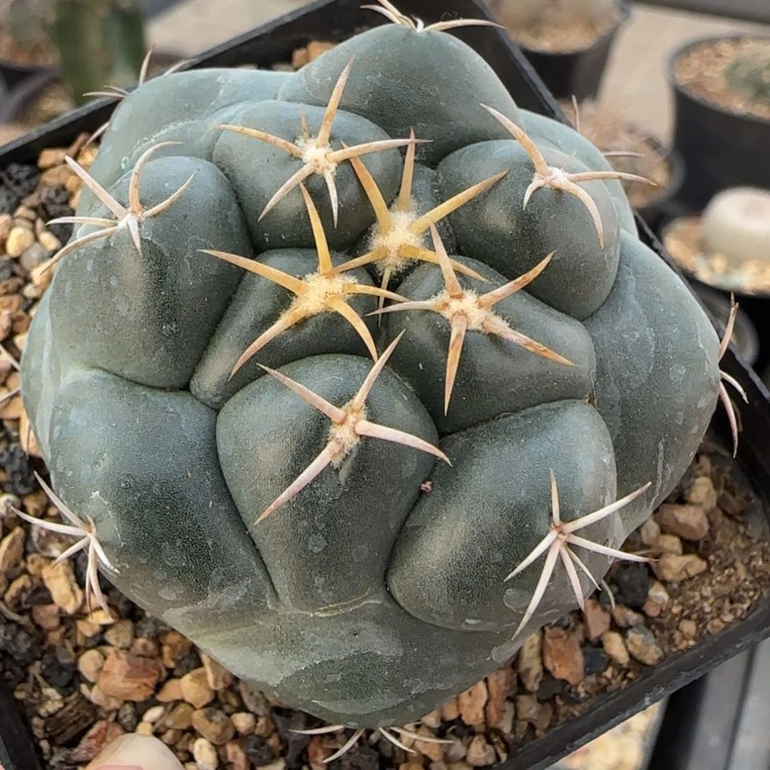 09实生安宅象牙多肉4.9