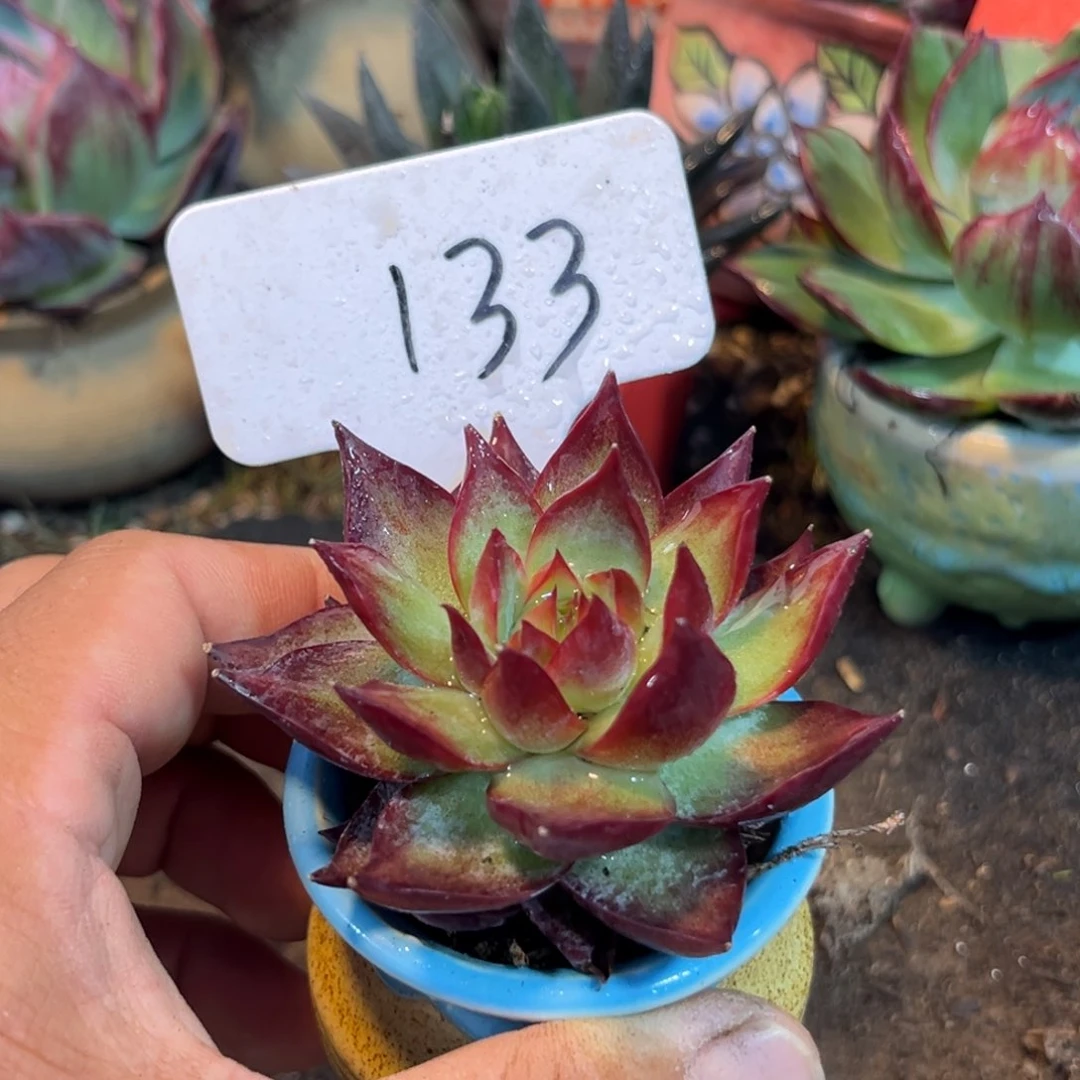 透黄惊鸿仙子多肉植物133