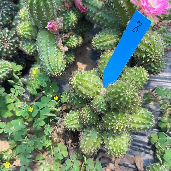 星****✨矮胖白檀271群生8