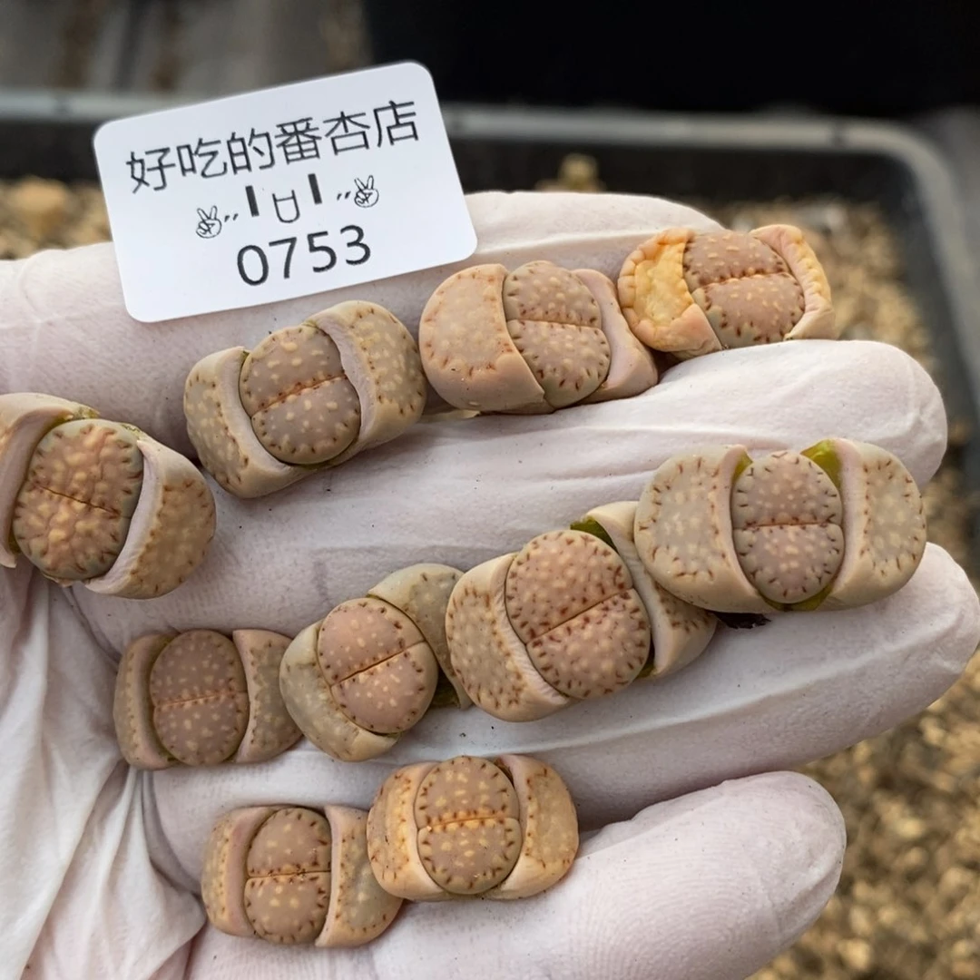 0753。零下拍保温。