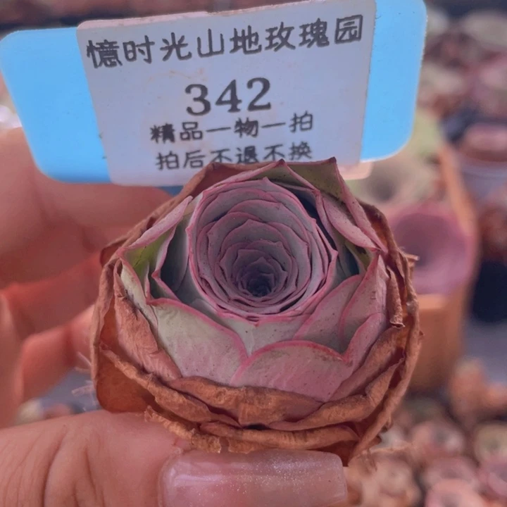 山地玫瑰342裸根发货不售后