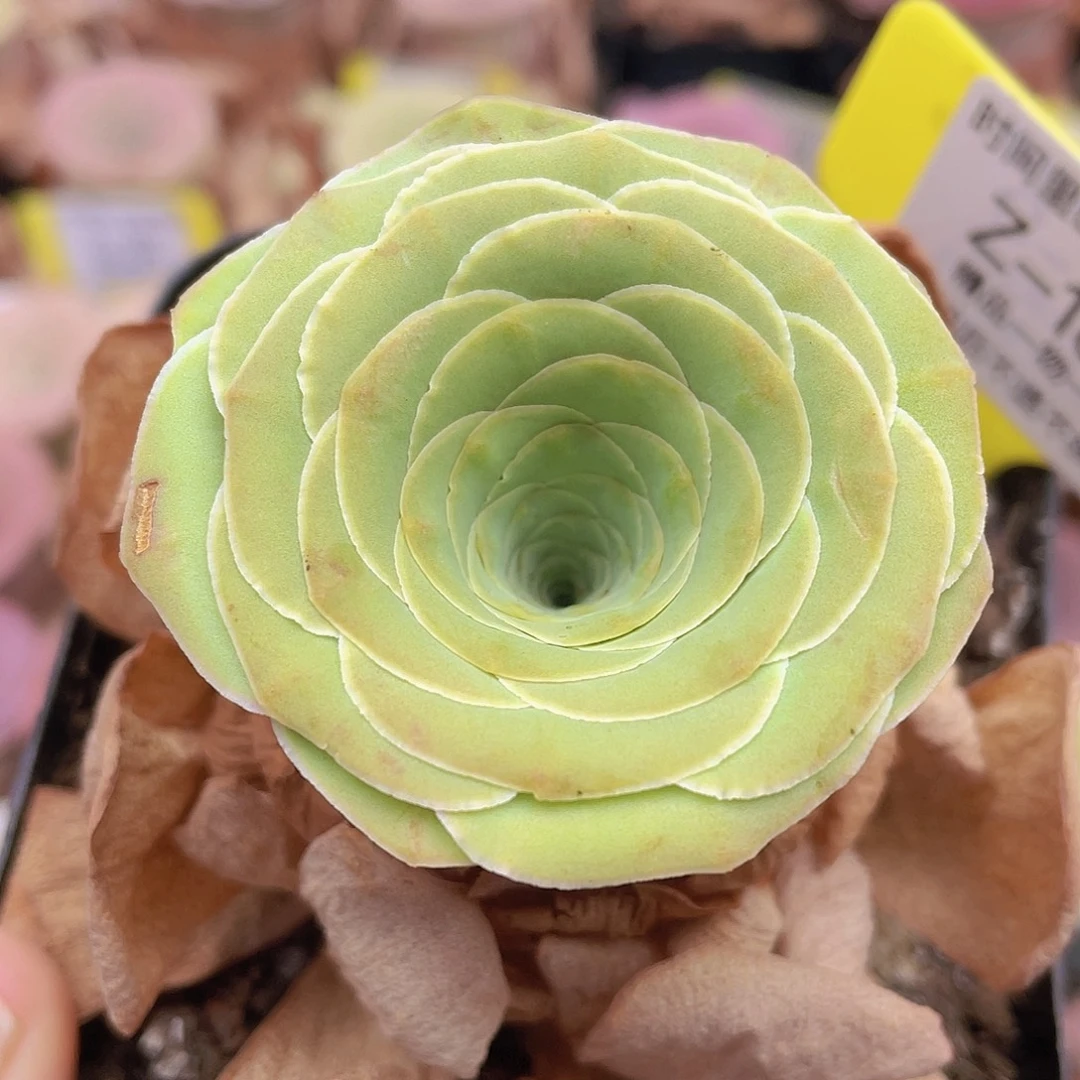 山地玫瑰Z184满38包邮裸根发货不售后