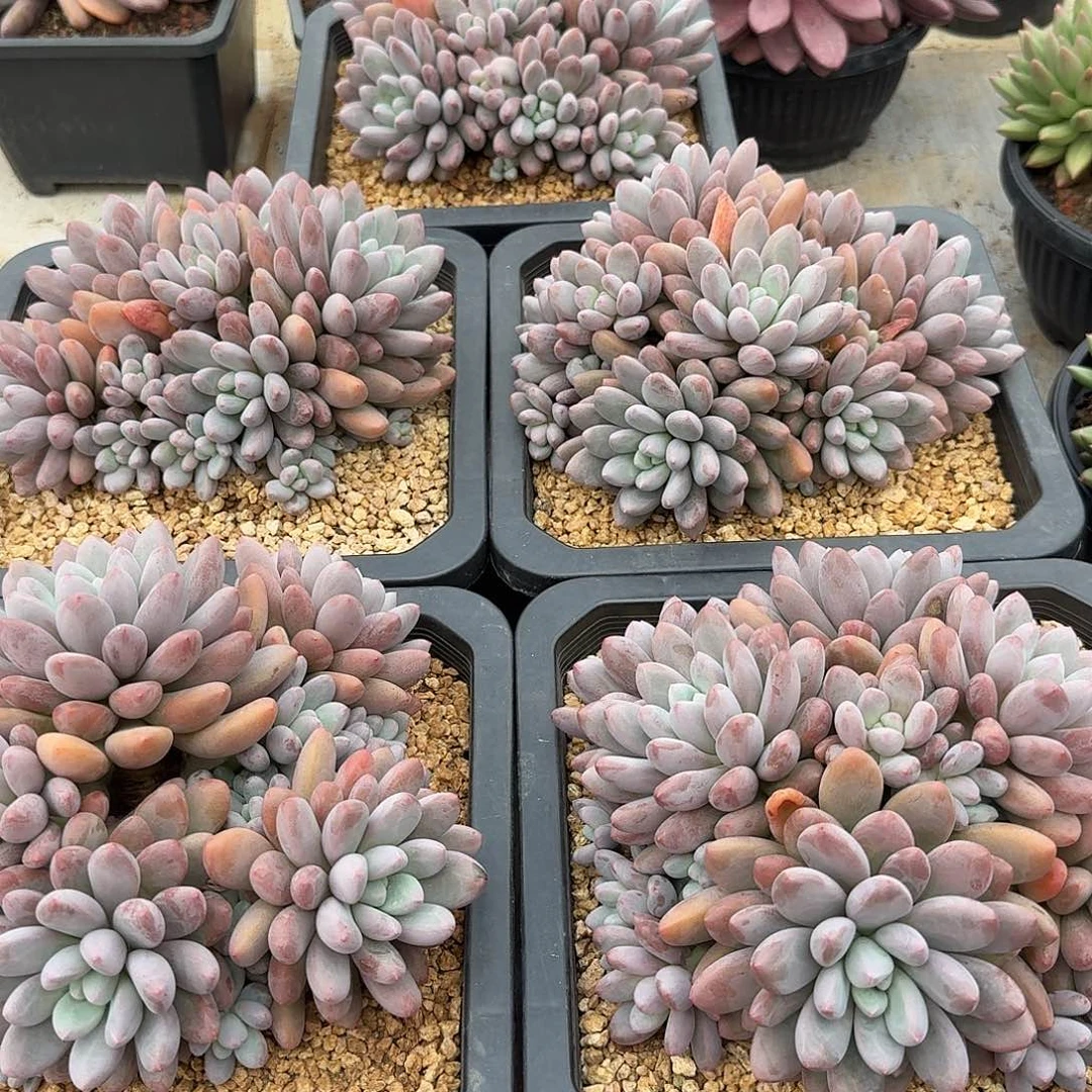 彩蛋整无砍老桩群生