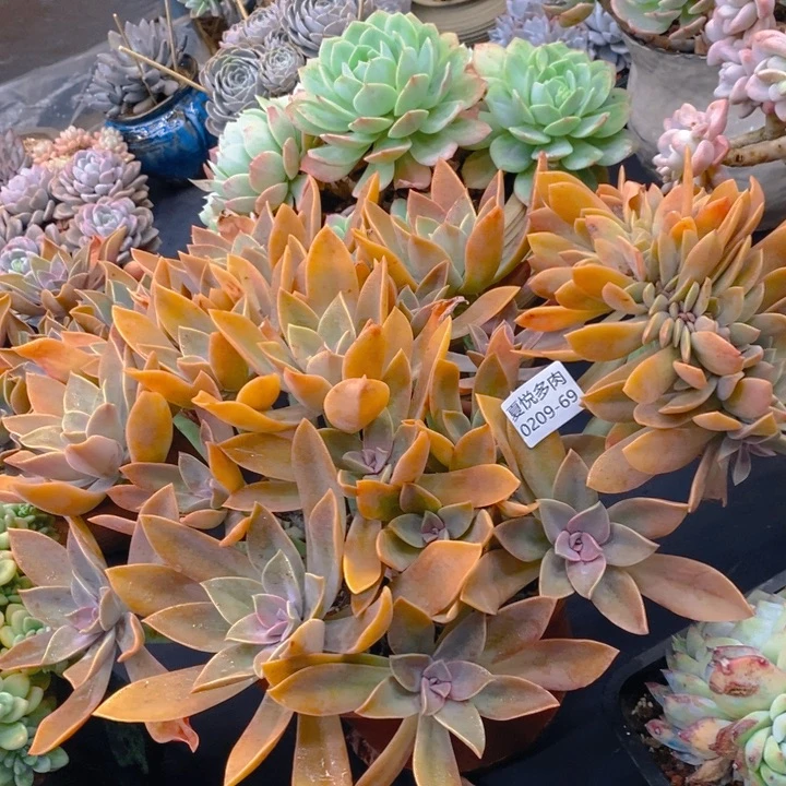 夏悦多肉0209-69太妃糖缀