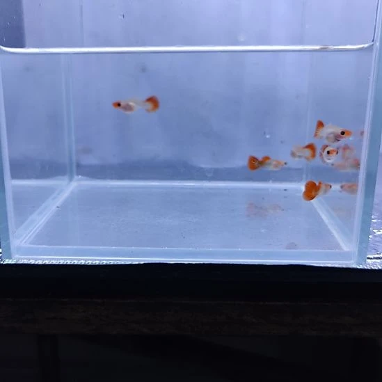 孔雀鱼红头深海蓝玻璃猫孔雀鱼孔雀鱼