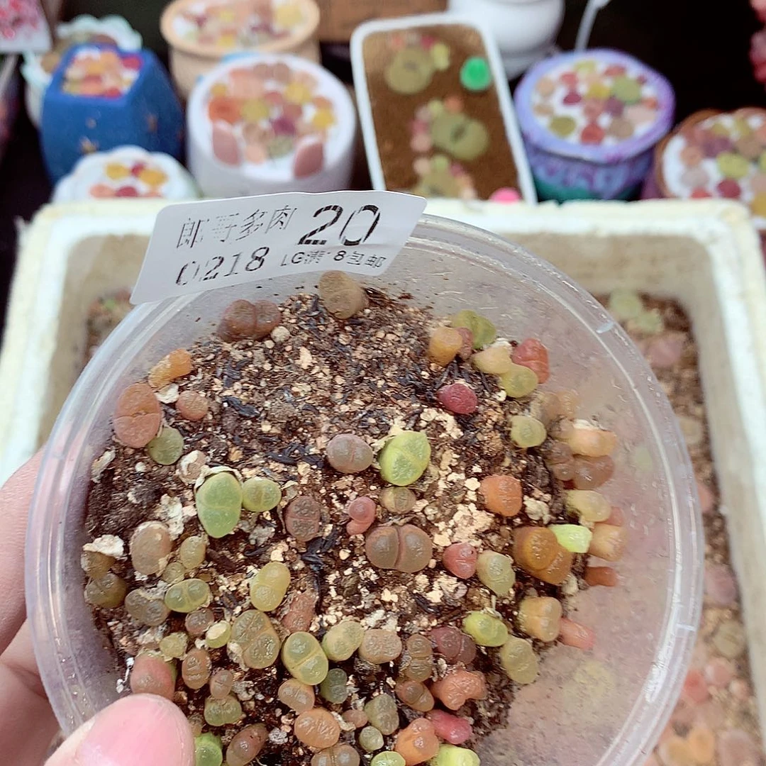 郎哥多肉生石花18-20