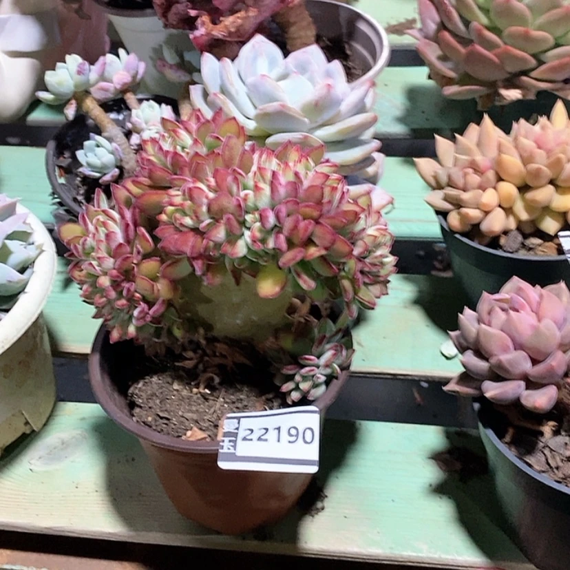 【闪购商品】红兔儿缀22190
