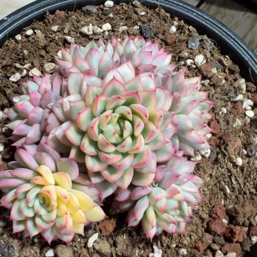 多肉植物一物一拍