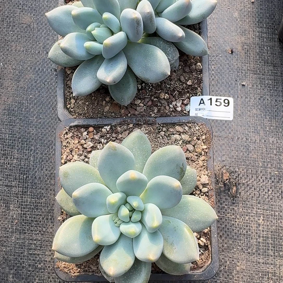 W***姐A159 售后范围：签收起7天内