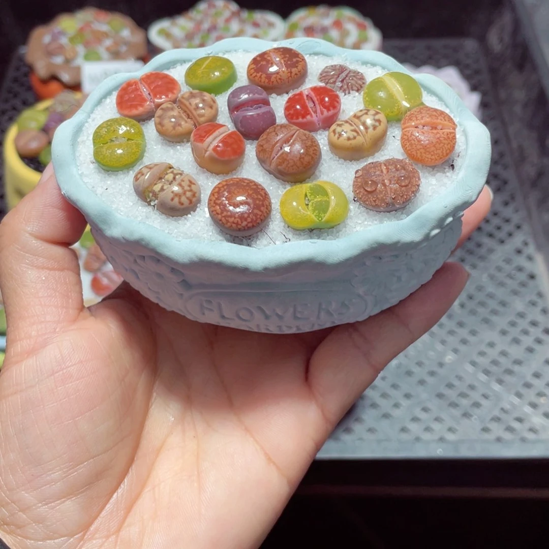 w8853 带盆土发货-零下地区拍保温箱