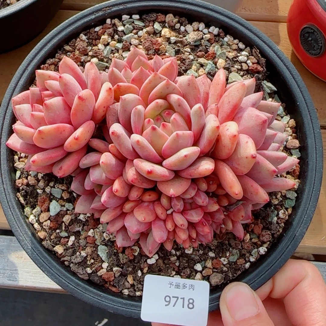 爱丽儿，9718多肉植物