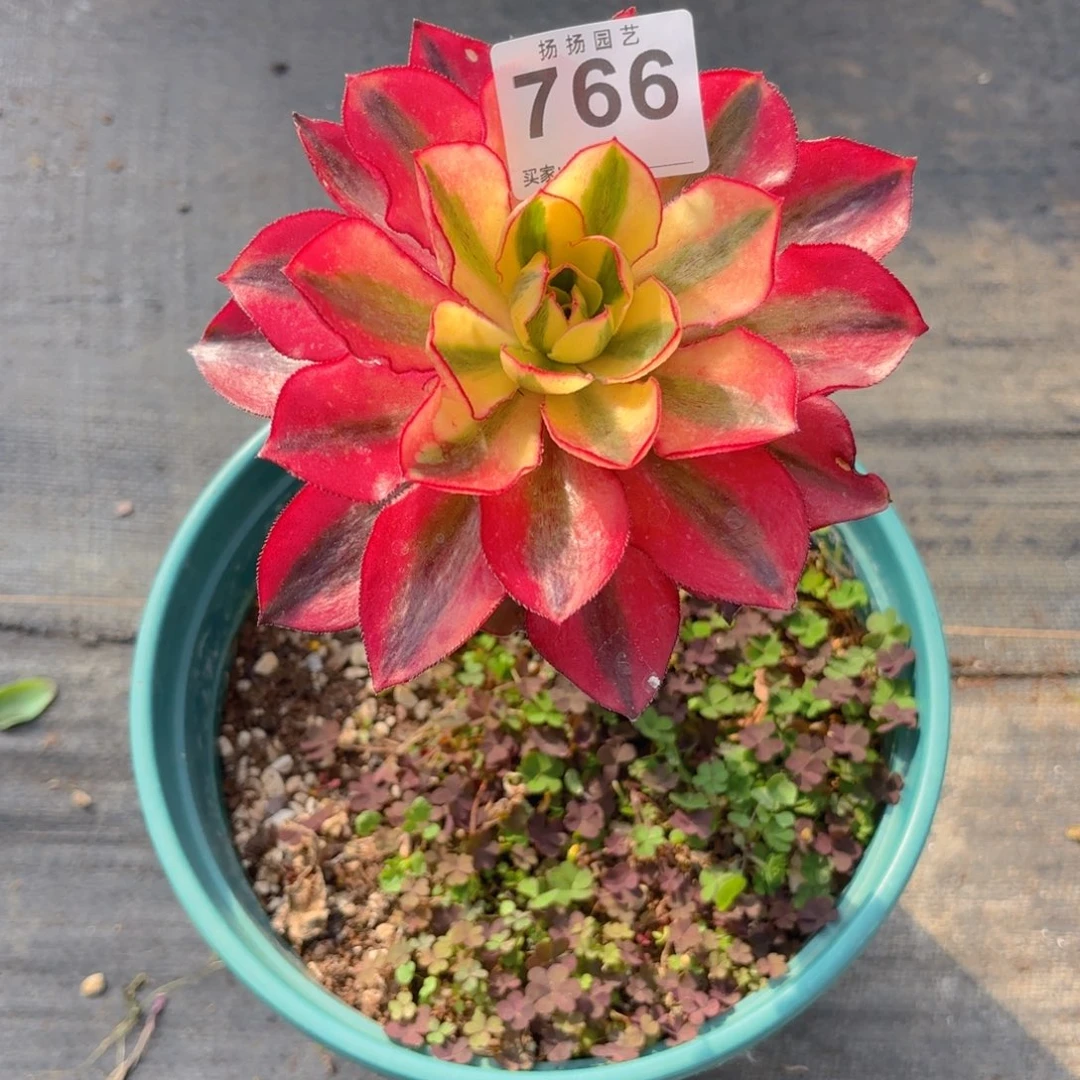 三*123  766多肉法师