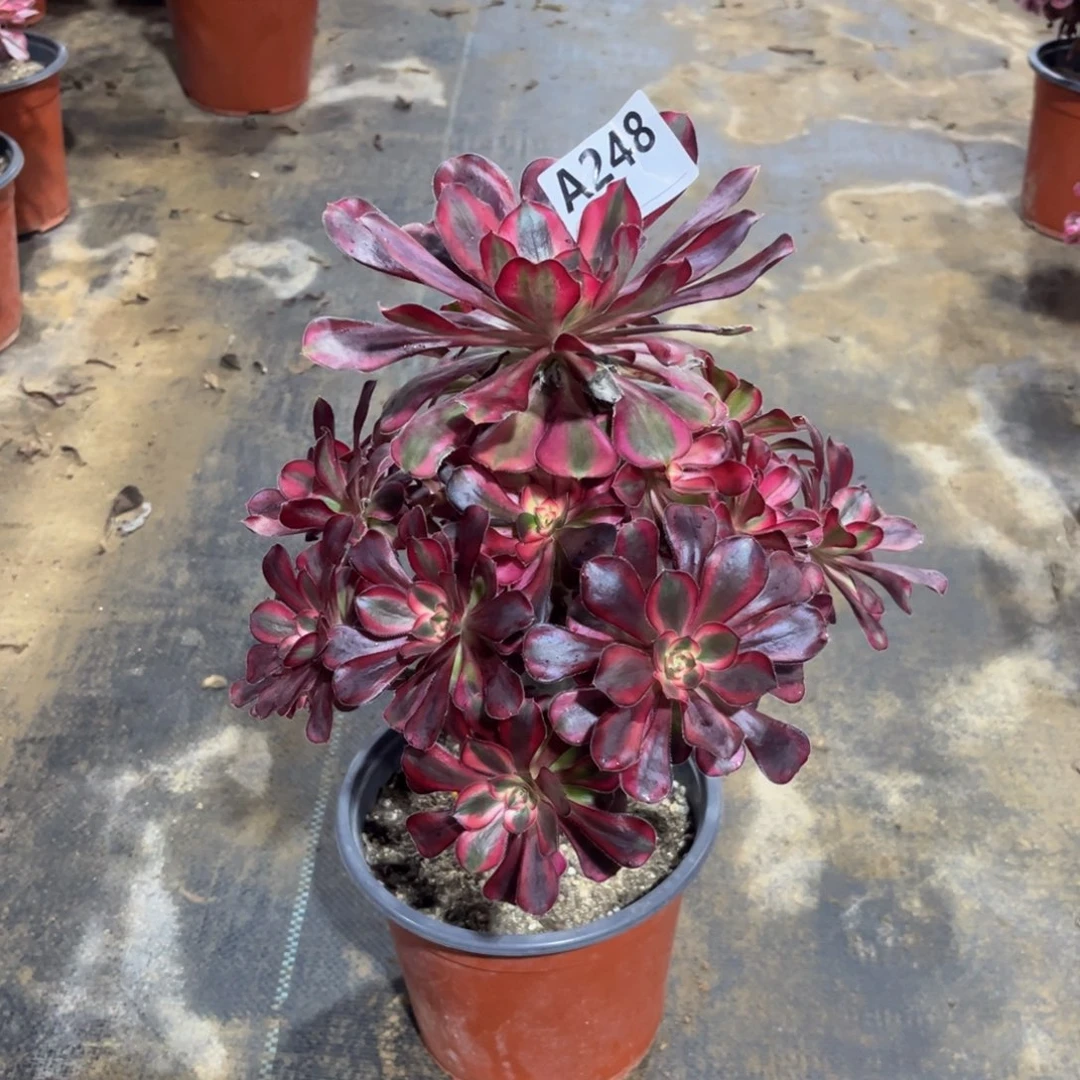 赵***姐多肉植物香奈儿248多肉