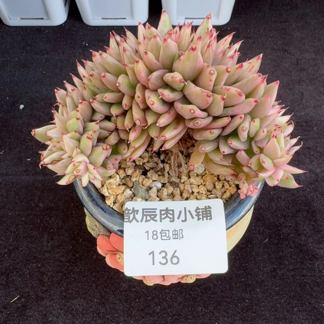 多肉植物  136  东云锦缀