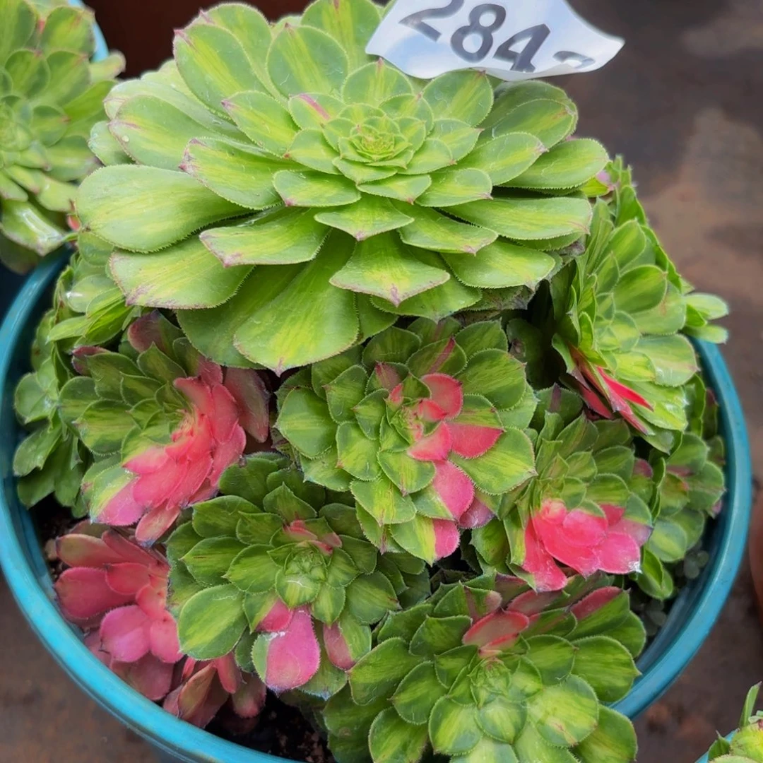 2842多肉植物知否