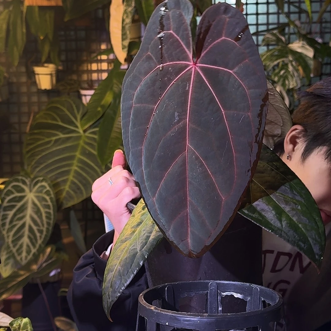 ****а不开花植物H436贝斯杂红鸡