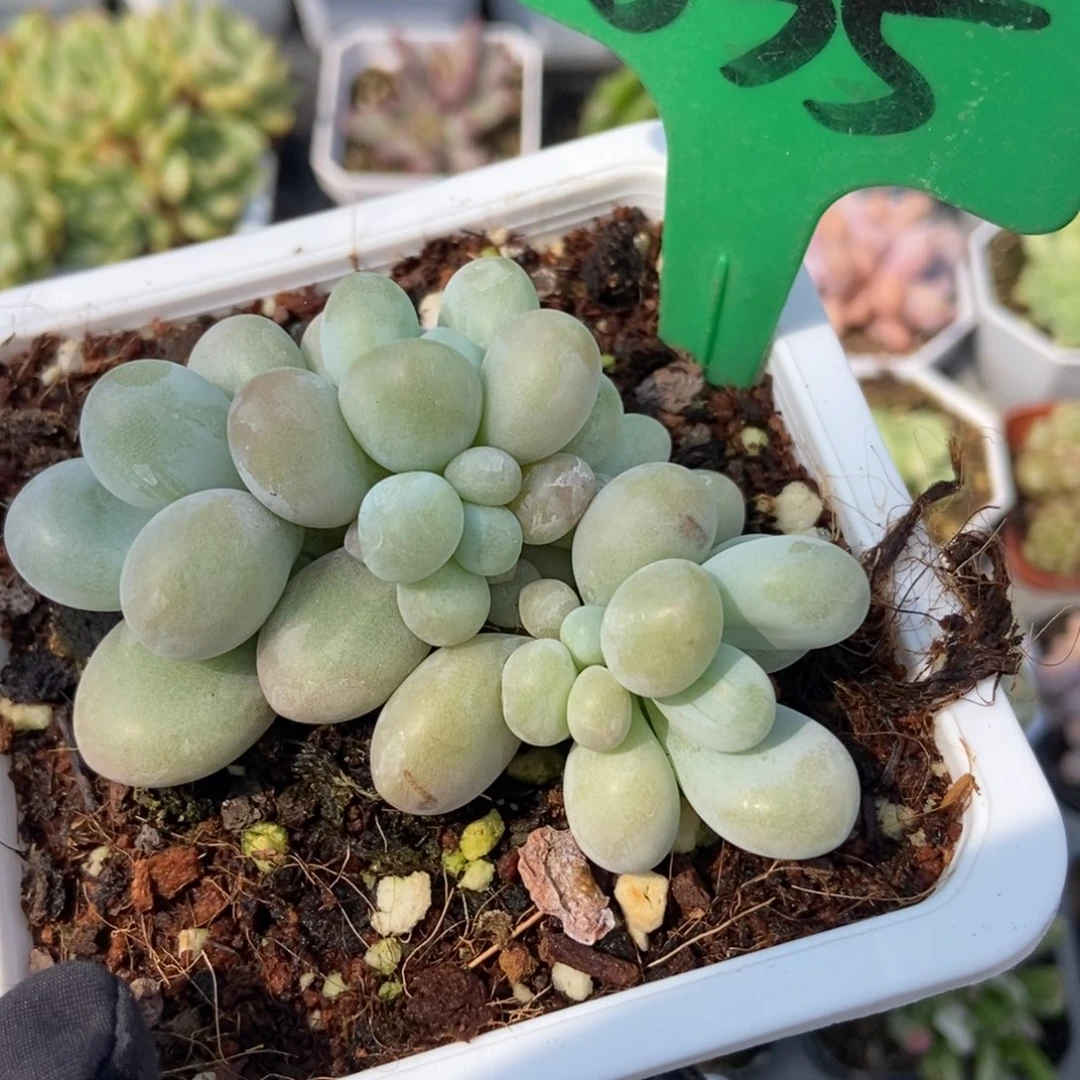 835彩虹奶多肉植物保护