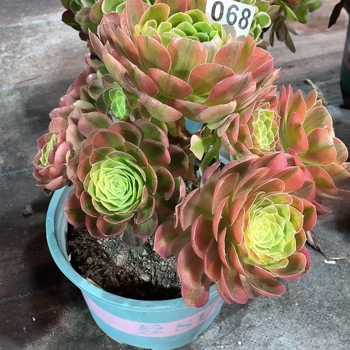 068万奶白 冠幅25