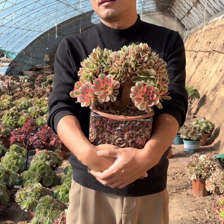 精品粉女巫缀化好养