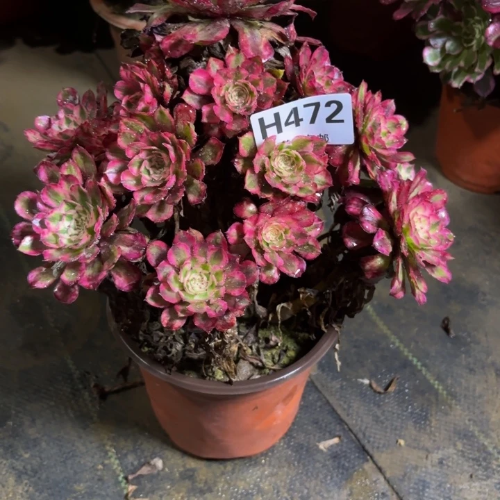 瑞妈，，，，，，472。红铜壶，，