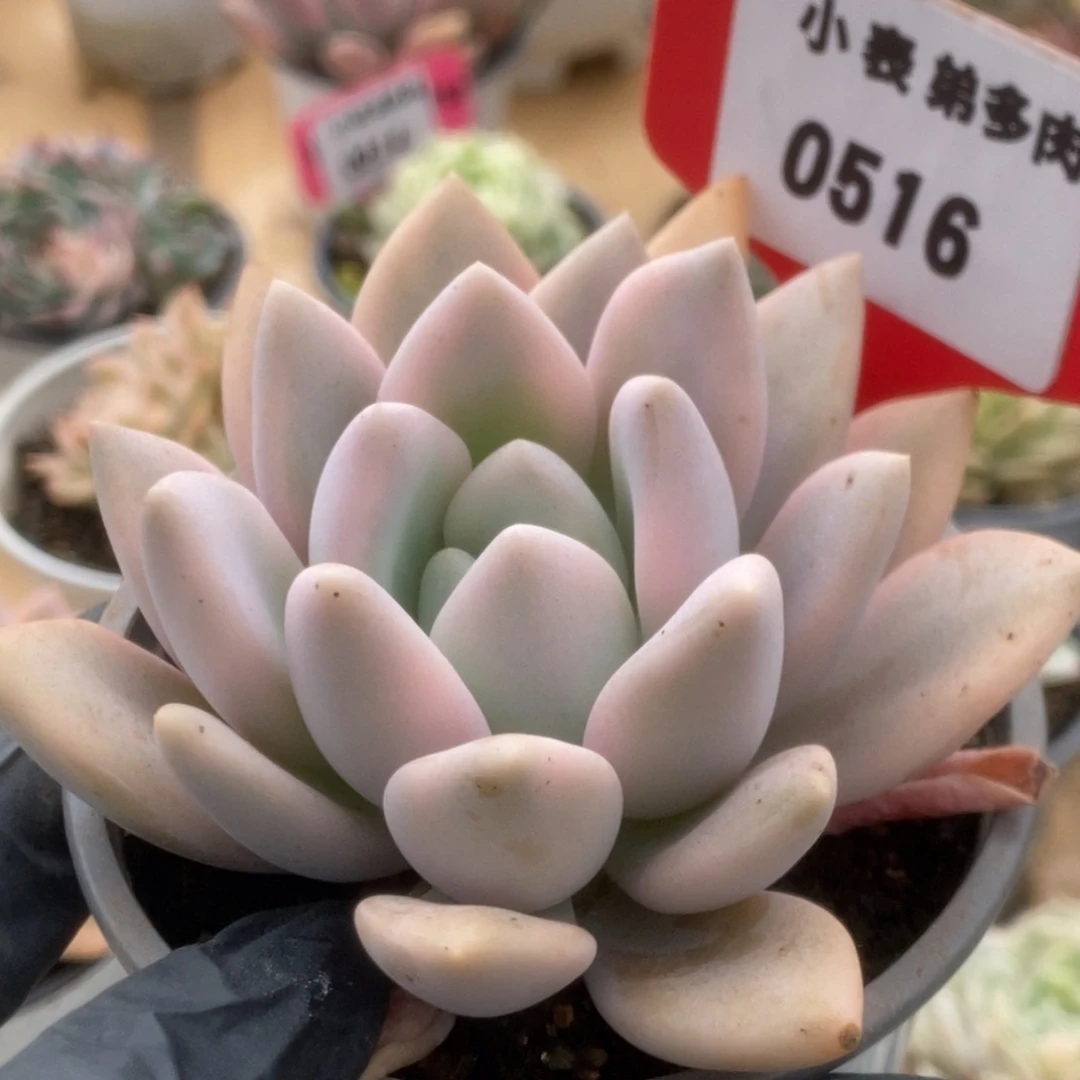 516奥普锦锦锦锦锦