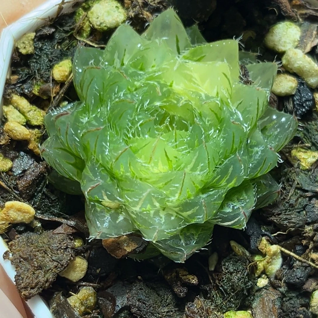 恭喜发财大吉大利0051