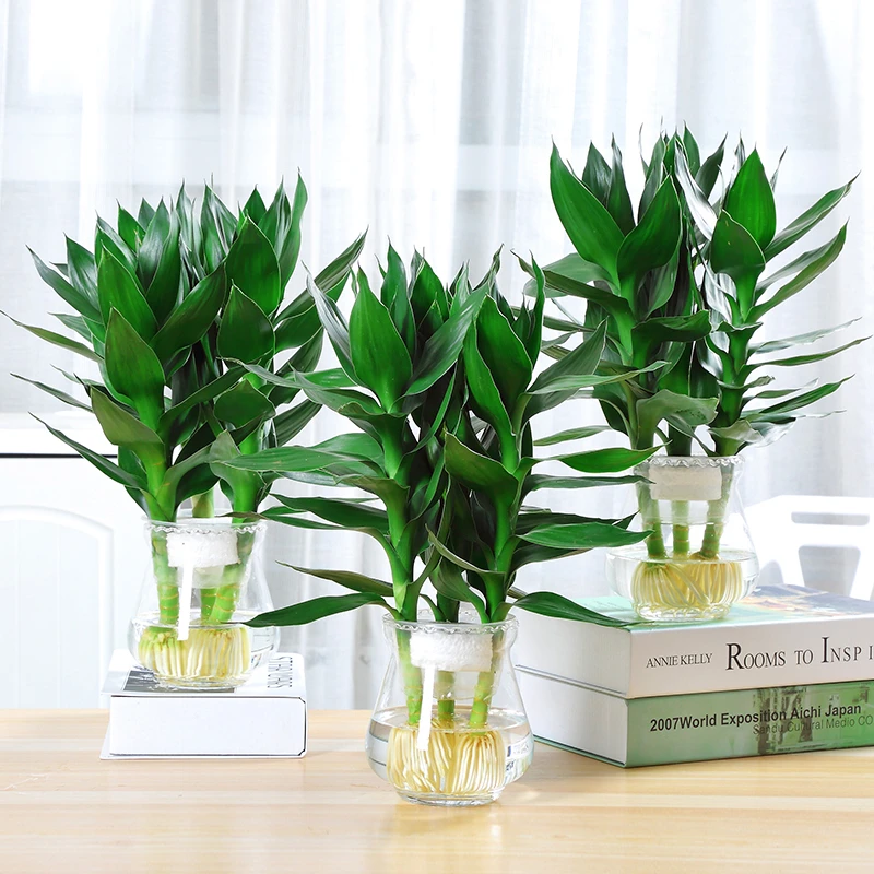 带根观音竹水培植物室内植物四季长青